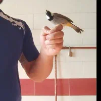 مرغ مینا در حمیدیه