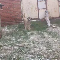 واگذاری سگ گله ای