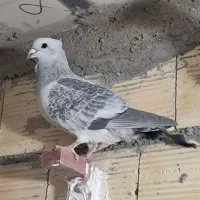 بدرنگ افغان کلایی