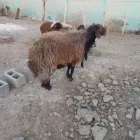 قوچ افشار|حیوانات مزرعه|تربت جام, جلگه موسی آباد|دیوار