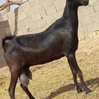 بز مورسیاه اصل شیری خیلی ماشلاه شیری است