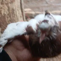 کله ای وطوقی|پرنده|اسفرورین, |دیوار