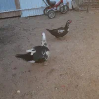 یک جفت اردک اسرائیلی نرو ماده|حیوانات مزرعه|رامند, |دیوار