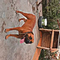 باکسر المانی پیتبول، ژرمن، پامر، دوبرمن، اشپیتز