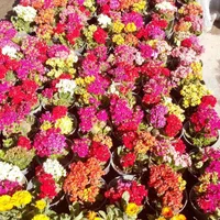 خدمات باغبانی درخت کاری سم پاشی گل کاری|خدمات باغبانی و درختکاری|شیراز, قصرالدشت|دیوار