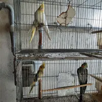 عروس هلندی،مرغ عشق،فنچ|پرنده|نور, |دیوار