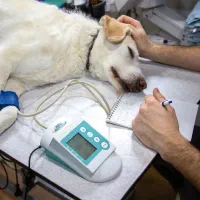 کلینیک دامپزشکی پت شاپ سگ گربه(اورژانس ۲۴)خ اردلان