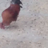 خروس محلی کردی سالم|حیوانات مزرعه|ماهیدشت, |دیوار