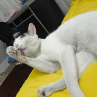 گربه رایگان|گربه|کرج, مهرویلا شمالی|دیوار