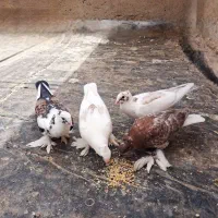جوجه کبوتر