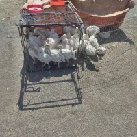 جوجه بوقلمون گوشتی بابهترین دان|حیوانات مزرعه|تربتحیدریه, بالا ولایت|دیوار