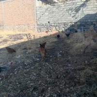 فروش یه گله مرغ وخروس داشتی|حیوانات مزرعه|بانه, |دیوار