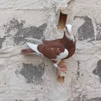 جوجه کبوتر ابلق سرخ نر|پرنده|شیراز, امام حسین|دیوار