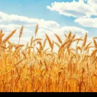 گندم درو با داس ۸۰۰کیلو