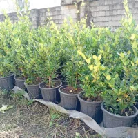 فروش گل به صورت یکجا فروشی به قیمت مناسب