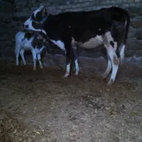 گاو و گوساله