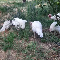 بوقلمون|حیوانات مزرعه|میانه, |دیوار