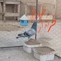 کبوترپلاکی