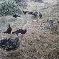 بوقلمون مادر و بچه
