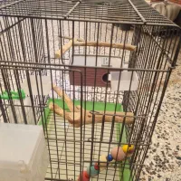 قفس مرغ عشق با تمام وسایل قفس