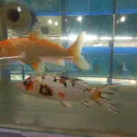 سالن تکثیر و پرورش ماهی زینتی|ماهی|کرج, حصارک پایین|دیوار