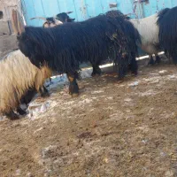 ی راس چپش شاخ انبری اتیقه