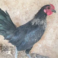 یک عدد خروس مینیاتوری