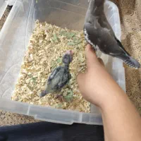 جوجه عروس هلندی|پرنده|شیراز, کوشک میدان|دیوار