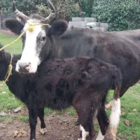 گاووگوساله چالوسی