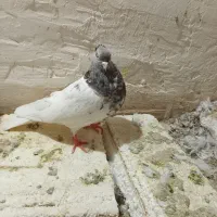 کبوتر|پرنده|نیشابور, فضل|دیوار