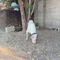 نر و ماده شکاری
