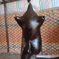 حیضه  گوسفندی