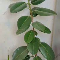 گل زیبای فیکوس