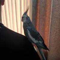 عروس هلندی وایت فیس|پرنده|اهواز, شهرک برق|دیوار