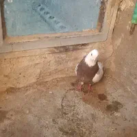 طوقی سرخ ماده