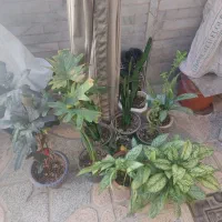 گل خانگی|گل و گیاه طبیعی|اصفهان, ارداجی|دیوار