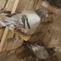 سبز پلاک مرودشت|پرنده|مرودشت, سهل‌آباد|دیوار