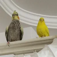 فروش عروس هلندی ویک ماده مرغ عشق زرد|پرنده|مهاباد (آذربایجان غربی), |دیوار