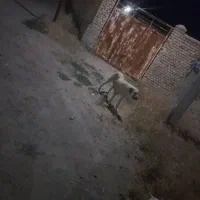 ماده سگ