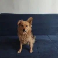 پامر روباهی تربیت شده|سگ|هشتگرد, شهرک بعثت|دیوار