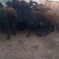 بره نر|حیوانات مزرعه|سراب, |دیوار