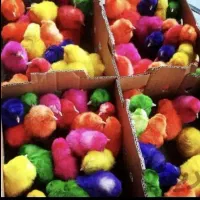 جوجه رنگی اردک به قیمت عمده