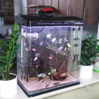 فروش فوری فوری آکواریوم دلسا|ماهی|شیراز, زرگری|دیوار