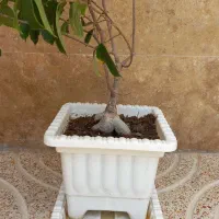 گل و گیاه|گل و گیاه طبیعی|ارومیه, |دیوار