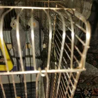 جوجه عروس هلندی