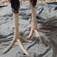 مرغ خروس|حیوانات مزرعه|ایرانشهر, |دیوار