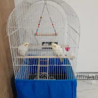 عروس هلندی