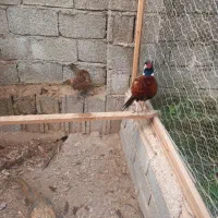 مرغ خروس آمریکای