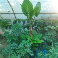 سازه گلخانه با پلاستیک
