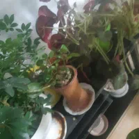 سلام یه تعداد گل کاج ویه تعداد گل زیاد به فروش|گل و گیاه طبیعی|سرپل ذهاب, |دیوار